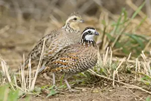 Bobwhite Prints: Northern Bobwhite - small Chicken -like bird of eastern US and Mexico