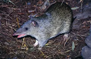 Bandicoot Prints: Northern Brown Bandicoot Distribution: North West through Northern Territiry to North New South Wales