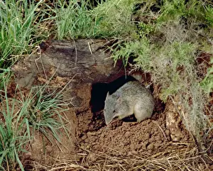 Marsupials Prints: Northern Brown Bandicoot - By hole in ground - Northern New South Wales