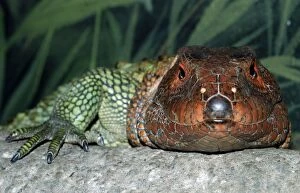 Images Dated 2nd May 2011: Northern Caiman Lizard - northern parts of South America