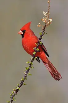 Colours Prints: Northern Cardinal