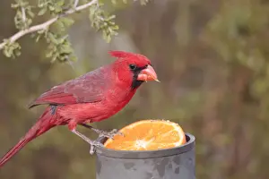 Oranges Prints: Northern Cardinal - adult male eating orange - March in southeast Arizona - USA