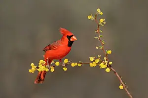 Shrub Prints: Northern Cardinal (Cardinalis cardinalis) perched Date: 06-03-2020