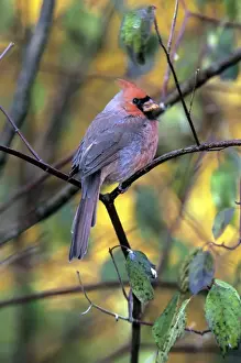 Cardinal Prints: Northern Cardinal - female - 1st year