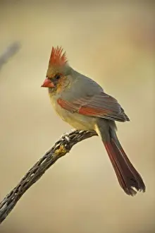 Cardinal Prints: Northern Cardinal - Female, perched on ocotillo