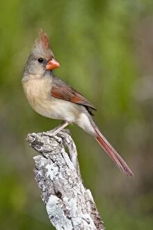 Images Dated 26th March 2008: Northern Cardinal - female South Texas