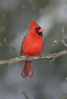 Cardinal Prints: Northern Cardinal Hamden, CT, USA