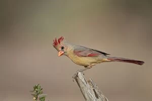 Images Dated 21st March 2010: Northern Cardinal - immature male