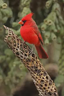 Cardinal Prints: Northern Cardinal - male - Arizona - USA - Distribution