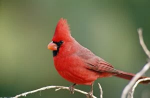 Northern CARDINAL- male, on branch