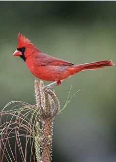 Images Dated 3rd March 2005: Northern Cardinal male, Cardinalis cardinalis