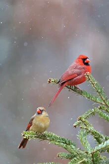 Images Dated 13th August 2021: Northern cardinal male and female in fir tree in snow, Marion County, Illinois. Date: 15-01-2021