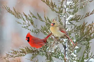 Northern cardinal male and female in red cedar tree in winter snow, Marion County, Illinois. Date: 27-01-2021