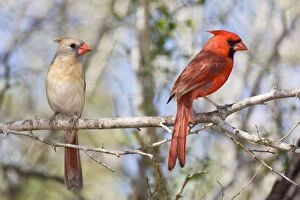 Images Dated 25th March 2008: Northern Cardinal - male and female South Texas