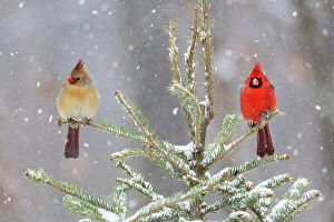 Northern Gallery: Northern cardinal male and female in spruce tree