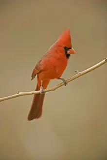Cardinals Prints: Northern Cardinal - Male - Perched on ocotilla - Range is southern Quebec to Gulf states-southwest U