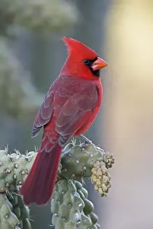Northern Cardinal - male - Perched on ocotillo - Range is southern Quebec to Gulf states-southwest U. S. and Mexico to Belize - Habitat is woodland edges-thickets-suburban gardens and towns - Eats seeds-insects and small fruits Arizona USA