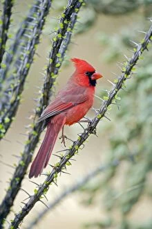 Images Dated 17th November 2007: Northern Cardinal - Male - Range is southern Quebec to Gulf states-southwest U.S