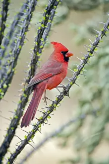 Cardinal Prints: Northern Cardinal - Male - Range is southern Quebec to Gulf states-southwest U