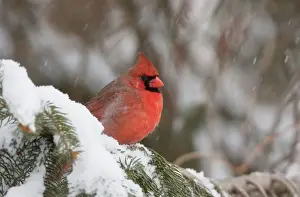 Cardinalis Prints: Northern Cardinal - male in snow. February in CT - USA