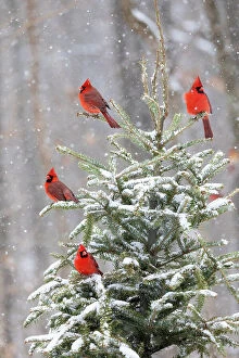 Northern Gallery: Northern cardinal males in spruce tree in winter