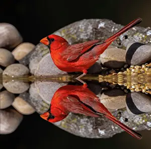 Adam Prints: Northern Cardinal and mirror reflection on small pond