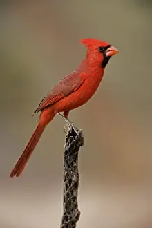 Cardinal Prints: Northern Cardinal - Perched on cactus - Arizona