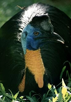 Papua New Guinea Collection: Northern Cassowary - Papua New Guinea
