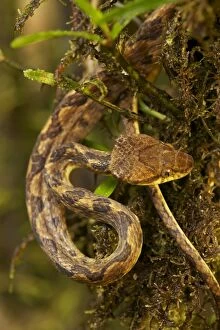 Images Dated 29th June 2011: Northern Cat-eyed Snake - Costa Rica - found from southern Texas to Peru