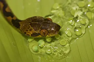 Northern Cat-eyed Snake - eating frog eggs - Costa Rica - found from southern Texas to Peru