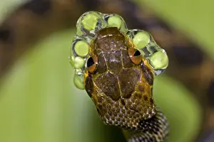 Spawning Prints: Northern cat-eyed snake - eating frog eggs - Tropical rainforest - found from southern Texas to Peru - Costa Rica