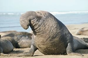 Images Dated 30th August 2006: Northern Elephant Seal