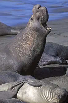 Vocalising Prints: Northern Elephant Seal - adult male on the beach - Piedras Blancas colony - California coast - North America - Pacific