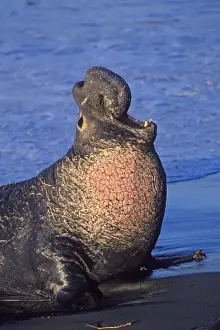 Seals Prints: Northern Elephant Seal - adult male bellowing on the beach - Piedras Blancas colony - California coast - North America