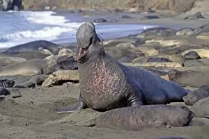 Images Dated 9th December 2010: Northern Elephant Seal - adult male among females & pups - Piedras Blancas colony - California