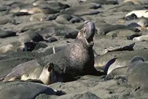 Northern Elephant Seal - adult male among females - California coast - North America - Pacific Ocean