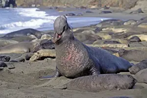 Northern Elephant Seal - adult male among females & pups - Piedras Blancas colony - California coast - North America - Pacific Ocean