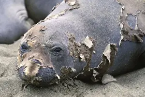 Moulting Prints: Northern Elephant Seal - female molting - Piedras Blancas colony - California coast - North America - Pacific Ocean