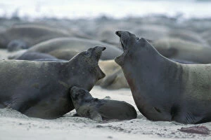 Face To Face Collection: Northern Elephant Seal - females squabbling over newborn pup (still wet from birth)