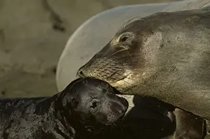 Northern Elephant Seal FG 11868 Mother and pup, Central California, USA Mirounga angustirostris © Francois Gohier / ARDEA LONDON