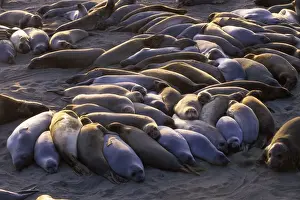 Northern Elephant Seal - group of females and young resting on the beach during the molting season - Piedras Blancas colony - California coast - North America - Pacific Ocean