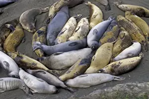 Northern Elephant Seal - group of females and young resting on the beach during the molting season - Piedras Blancas colony - California coast - North America - Pacific Ocean