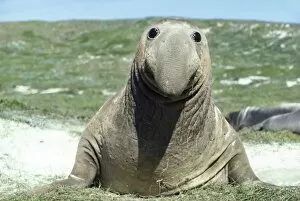 Northern Elephant SEAL with humorous face