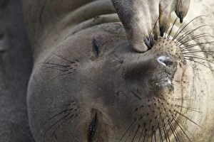 Images Dated 11th February 2009: Northern Elephant Seal - Isla San Benito, Baja California, Mexico