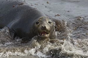 Images Dated 11th February 2009: Northern Elephant Seal - Isla San Benito, Baja California, Mexico