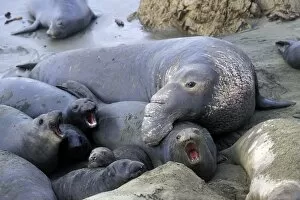 Northern Elephant Seal - male trying to mate with female