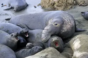 Seals Prints: Northern Elephant Seal - male trying to mate with female - Piedras Blancas colony - California coast - North America