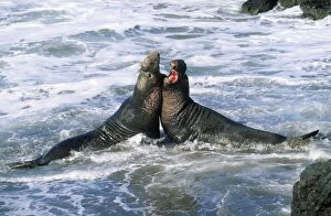 Images Dated 1st November 2006: Northern Elephant Seal - males fighting Central California, USA