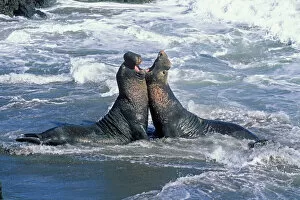 Northern elephant seal males fighting surf