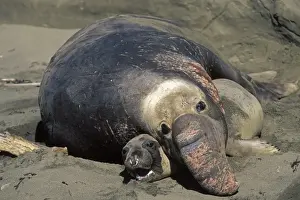 Seal Prints: Northern Elephant Seal - mating - Piedras Blancas colony - California coast - North America - Pacific Ocean
